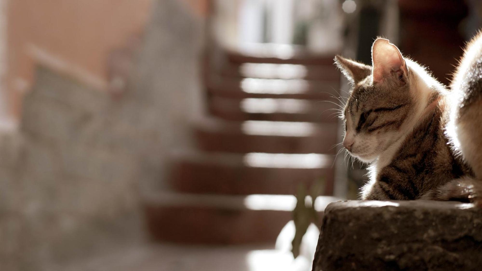 דירות צ'טארה Casa Nel Borgo Dei Gatti מראה חיצוני תמונה